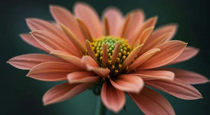 I Photograph Nature In Macro, Here's 17 Of The Best Photos