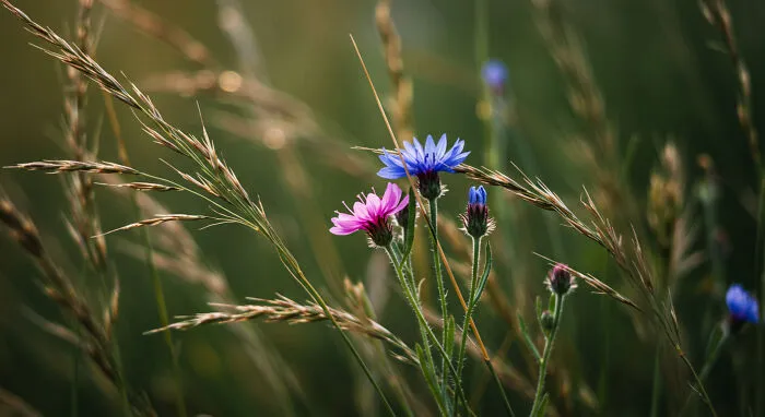 I Photograph Nature In Macro, Here's 17 Of The Best Photos