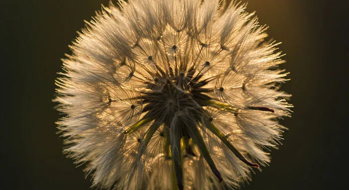 I Photograph Nature In Macro, Here's 17 Of The Best Photos