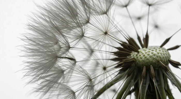 I Photograph Nature In Macro, Here's 17 Of The Best Photos