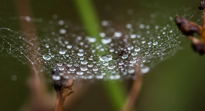 I Photograph Nature In Macro, Here's 17 Of The Best Photos