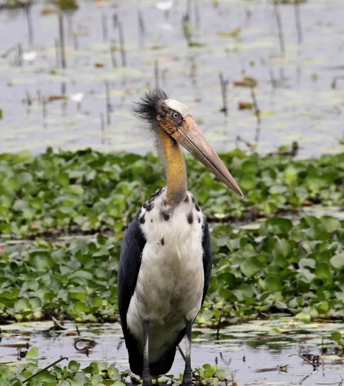Avian Friend