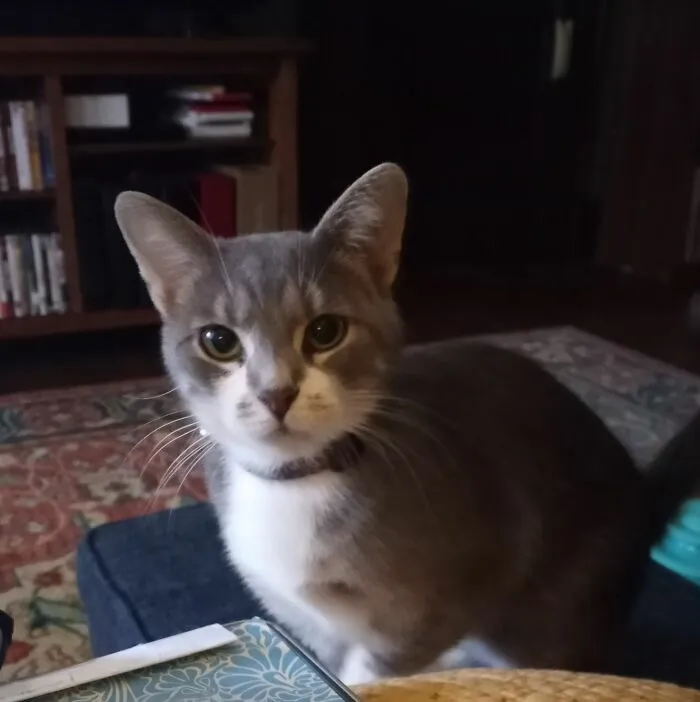 My Mitzi - Adopted A Few Weeks Ago