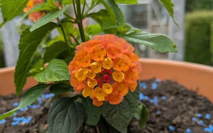 Lantana 'Calippo Tutti Frutti'