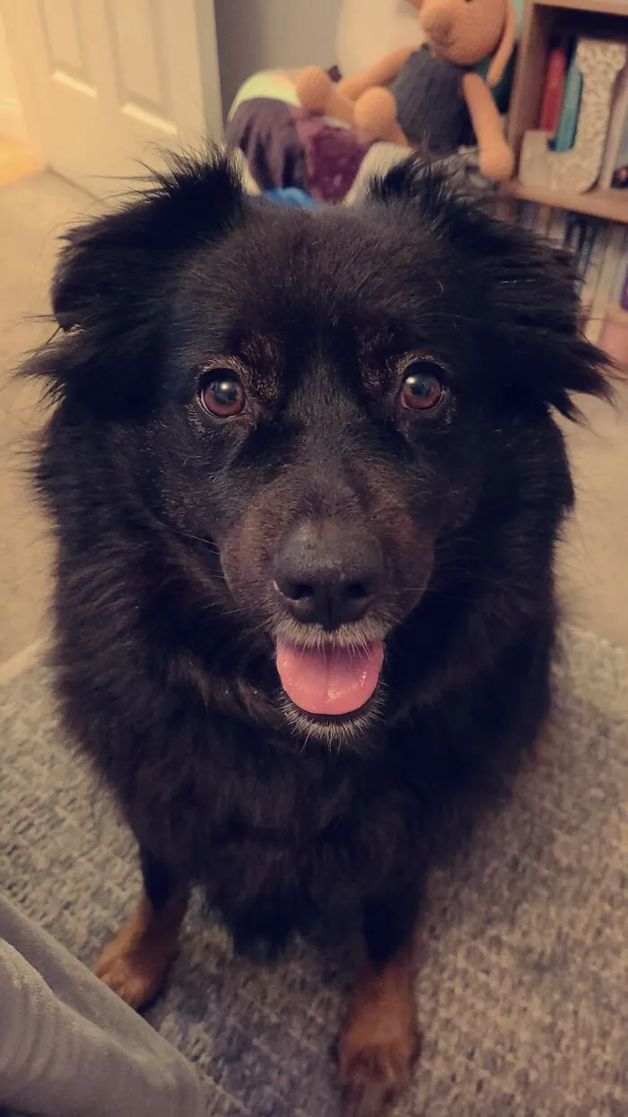This Is Piper, My 7 Year Old Border Collie Mix That We Rescued As A Pup! Love Her To Bits And Pieces!
