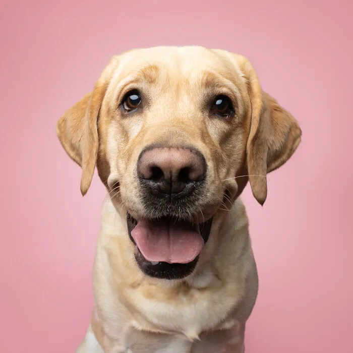 50 Funny And Sweet Dog Photos That Show Why Greg Murray Is The King Of Pet Portraits