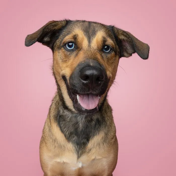 50 Funny And Sweet Dog Photos That Show Why Greg Murray Is The King Of Pet Portraits