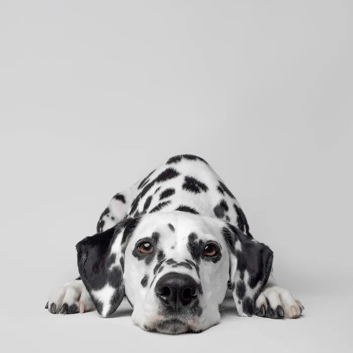 50 Funny And Sweet Dog Photos That Show Why Greg Murray Is The King Of Pet Portraits