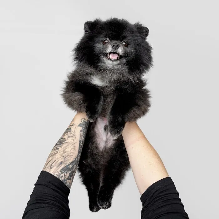 50 Funny And Sweet Dog Photos That Show Why Greg Murray Is The King Of Pet Portraits