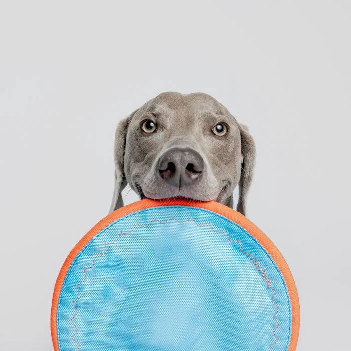 50 Funny And Sweet Dog Photos That Show Why Greg Murray Is The King Of Pet Portraits