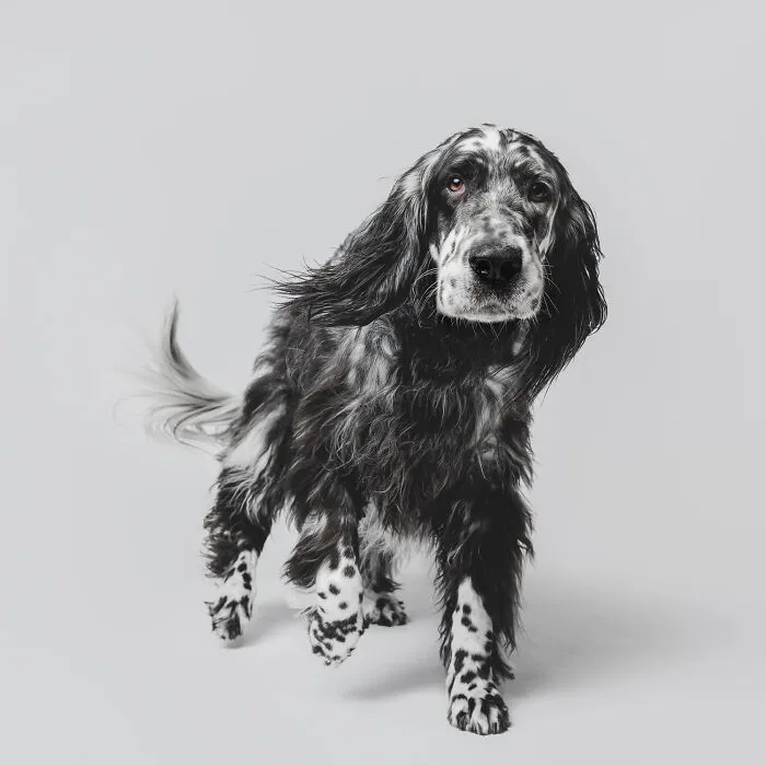 50 Funny And Sweet Dog Photos That Show Why Greg Murray Is The King Of Pet Portraits