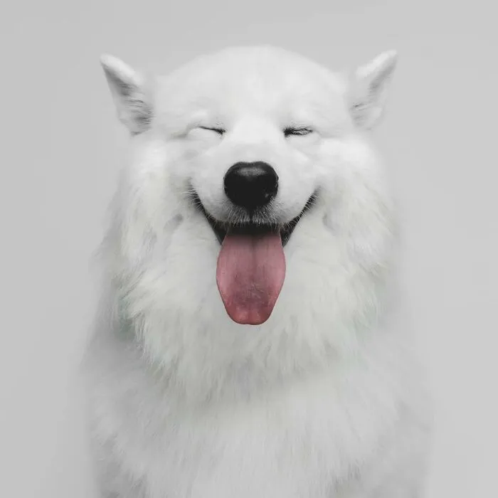 50 Funny And Sweet Dog Photos That Show Why Greg Murray Is The King Of Pet Portraits