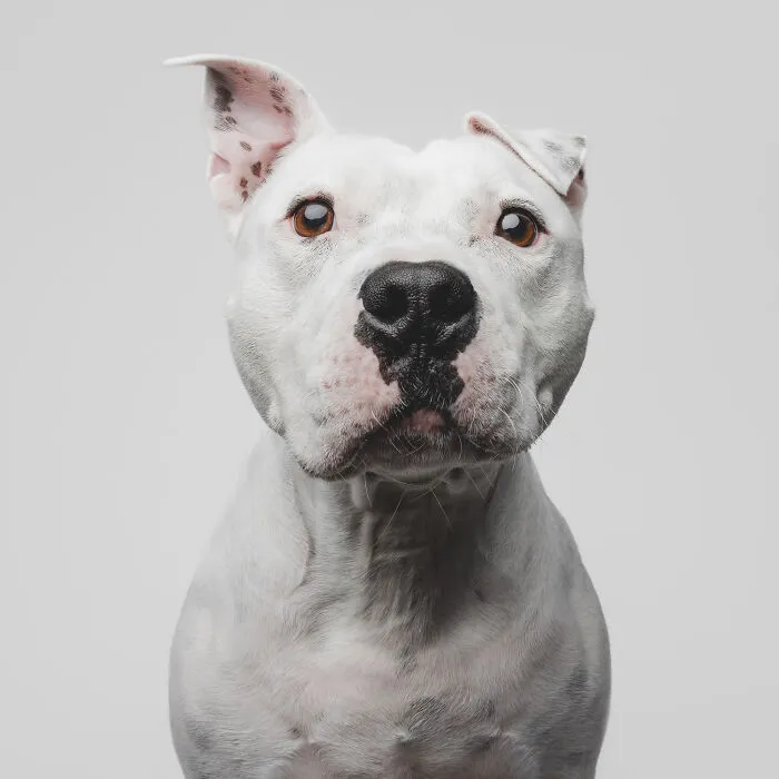 50 Funny And Sweet Dog Photos That Show Why Greg Murray Is The King Of Pet Portraits