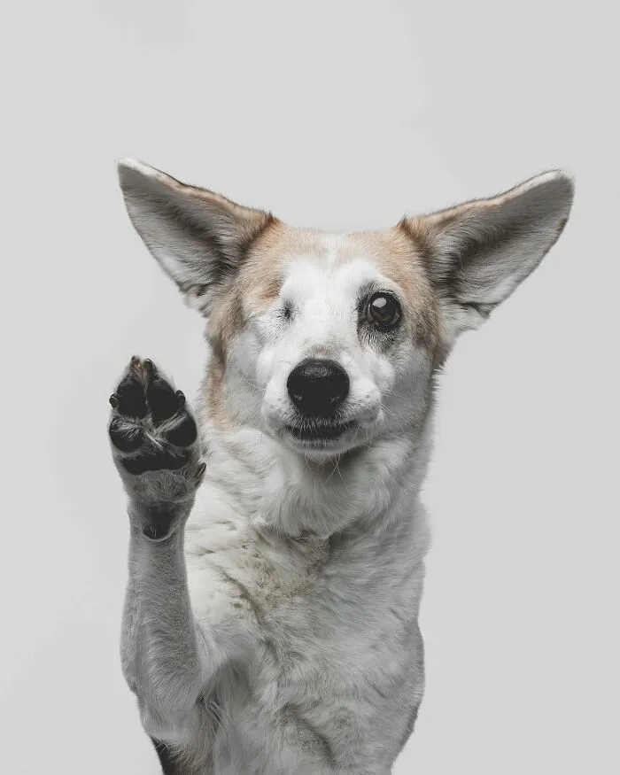 50 Funny And Sweet Dog Photos That Show Why Greg Murray Is The King Of Pet Portraits