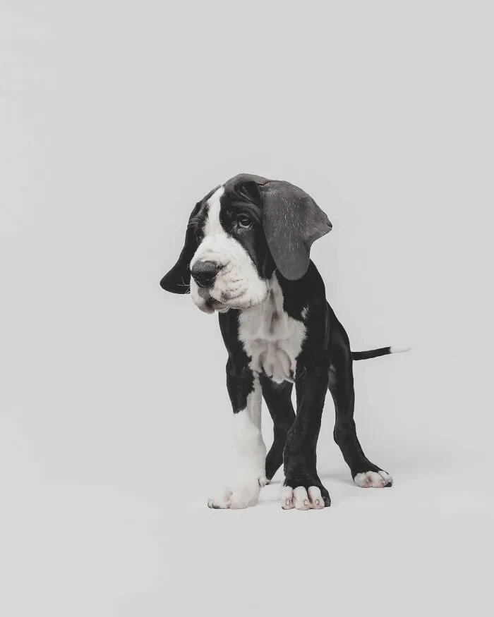 50 Funny And Sweet Dog Photos That Show Why Greg Murray Is The King Of Pet Portraits