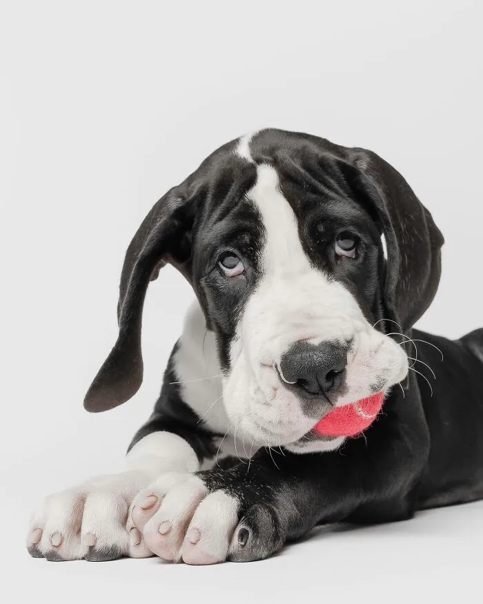 50 Funny And Sweet Dog Photos That Show Why Greg Murray Is The King Of Pet Portraits