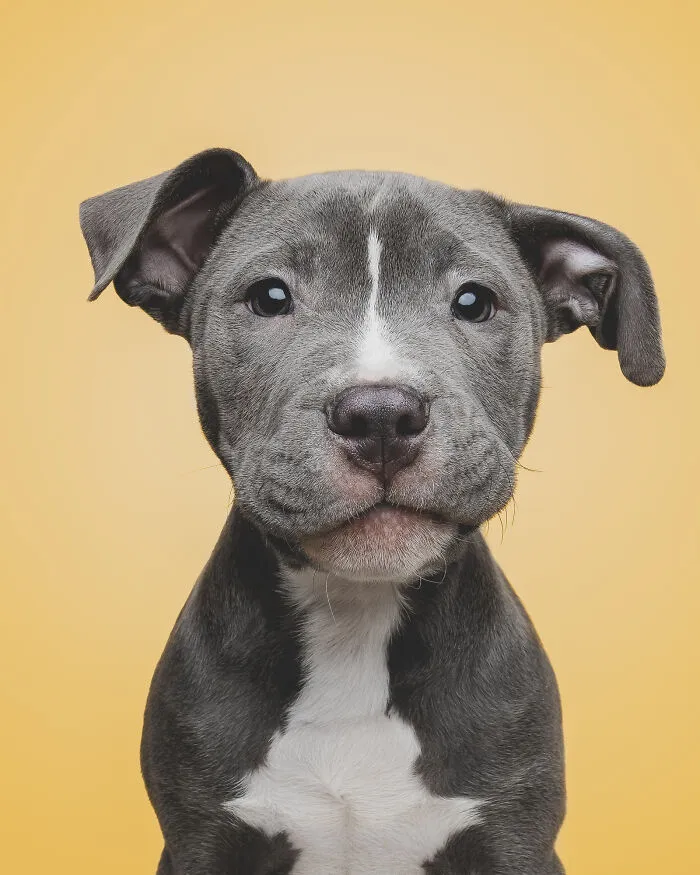 50 Funny And Sweet Dog Photos That Show Why Greg Murray Is The King Of Pet Portraits