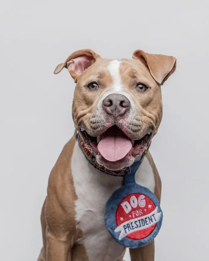 50 Funny And Sweet Dog Photos That Show Why Greg Murray Is The King Of Pet Portraits