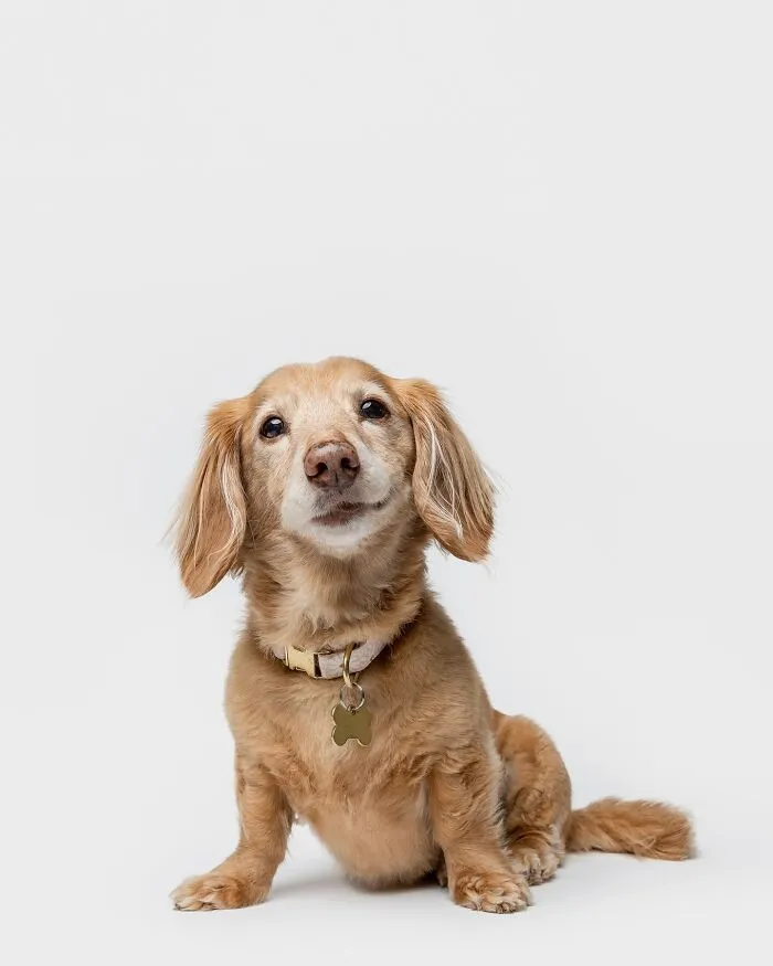 50 Funny And Sweet Dog Photos That Show Why Greg Murray Is The King Of Pet Portraits