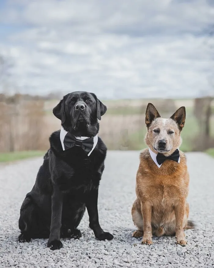 50 Funny And Sweet Dog Photos That Show Why Greg Murray Is The King Of Pet Portraits