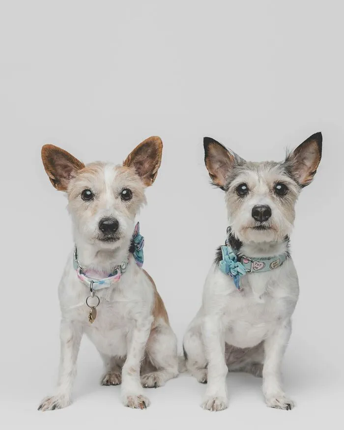 50 Funny And Sweet Dog Photos That Show Why Greg Murray Is The King Of Pet Portraits