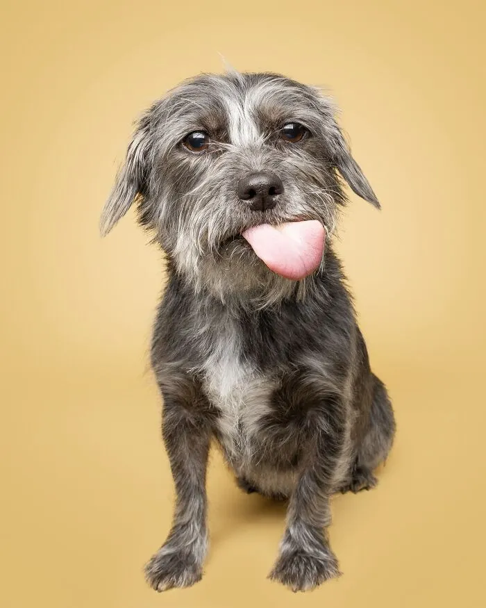 50 Funny And Sweet Dog Photos That Show Why Greg Murray Is The King Of Pet Portraits