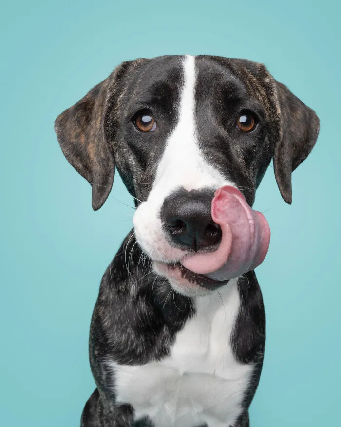 50 Funny And Sweet Dog Photos That Show Why Greg Murray Is The King Of Pet Portraits