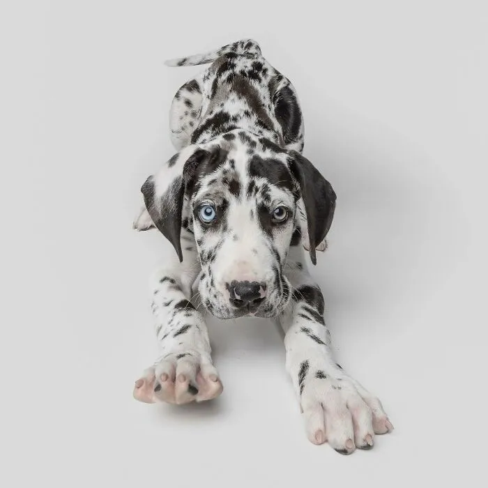 50 Funny And Sweet Dog Photos That Show Why Greg Murray Is The King Of Pet Portraits