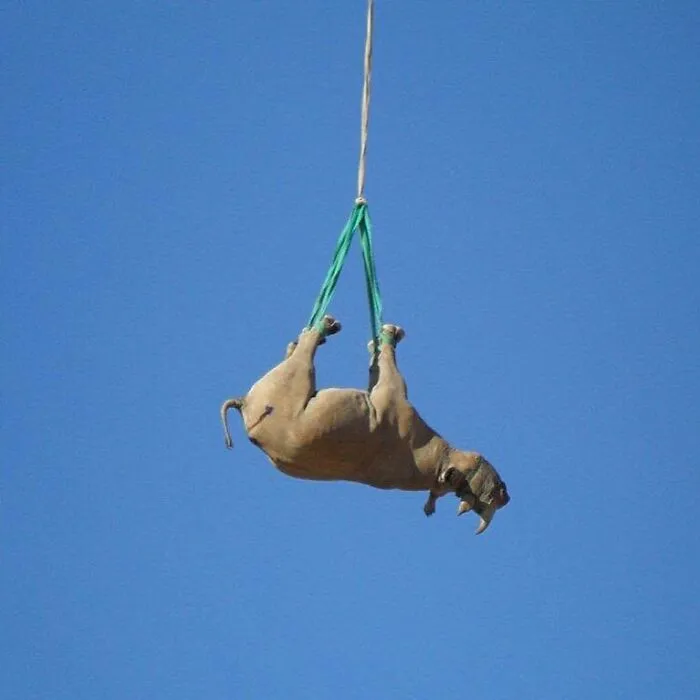 Airlift A Rhino By Helicopter
