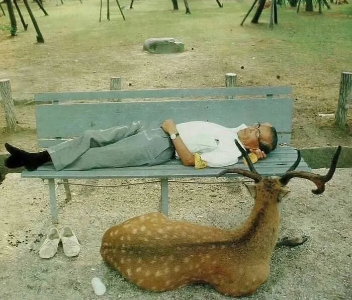 30 Unexpected Animal Moments Caught On Camera In The Streets, As Shared On This Instagram Page
