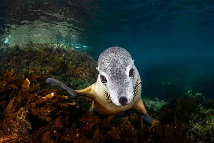 Underwater Category | Silver: "Sea Puppy Gaze" By Remuna Beca