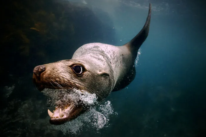Wildlife Category | Gold: "Incoming" By Maddison Woollard