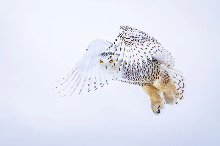 Wildlife Category | Bronze: "Snowy Owl I See You" By Kathy Sergio