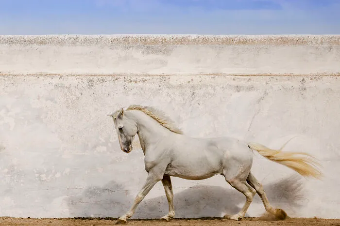 Domestic Animals Category | Silver: "Sagaz" By Tori Gagne