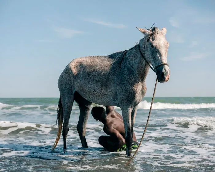 Domestic Animals Category | Bronze: "Of The Sea" By Lieke Zweekhorst