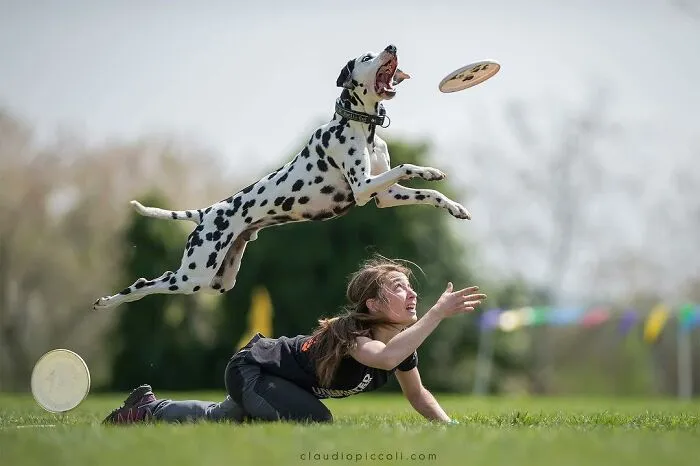 50 Dogs Captured In Peak Motion By Claudio Piccoli