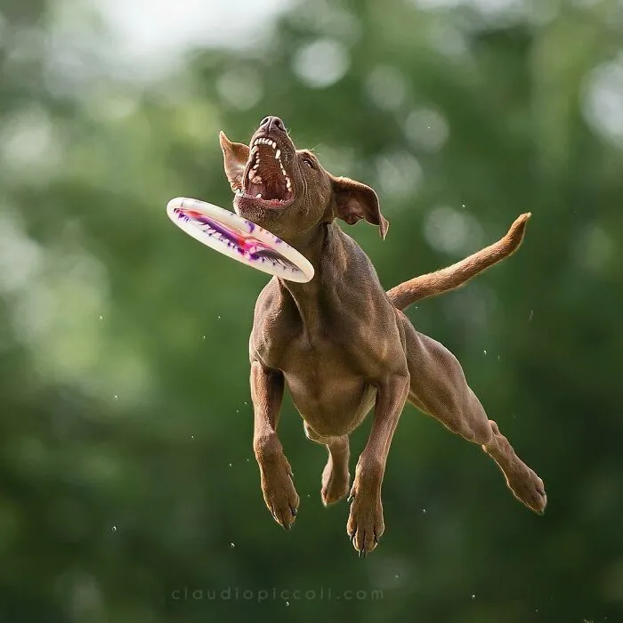 50 Dogs Captured In Peak Motion By Claudio Piccoli