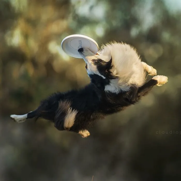50 Dogs Captured In Peak Motion By Claudio Piccoli