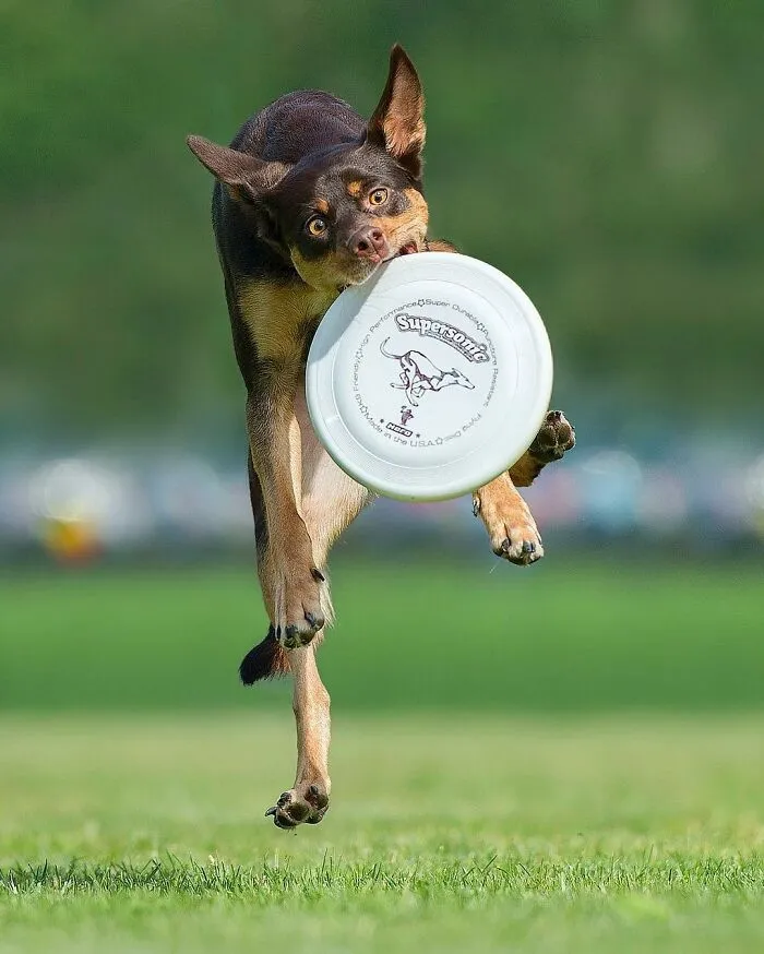 50 Dogs Captured In Peak Motion By Claudio Piccoli