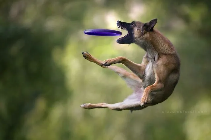 50 Dogs Captured In Peak Motion By Claudio Piccoli