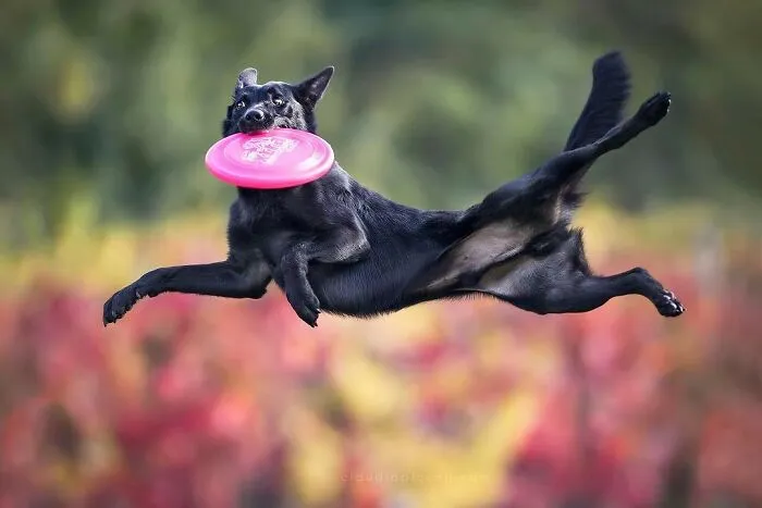 50 Dogs Captured In Peak Motion By Claudio Piccoli
