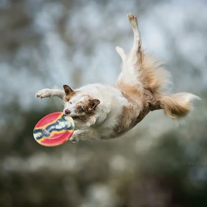 50 Dogs Captured In Peak Motion By Claudio Piccoli