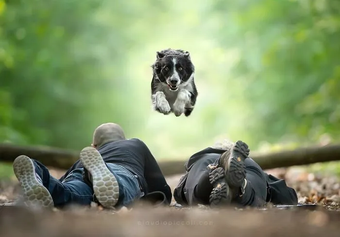 50 Dogs Captured In Peak Motion By Claudio Piccoli