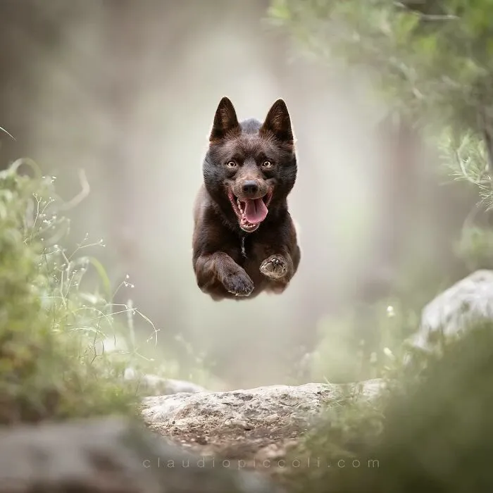 50 Dogs Captured In Peak Motion By Claudio Piccoli