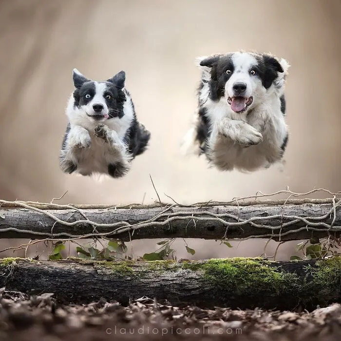 50 Dogs Captured In Peak Motion By Claudio Piccoli