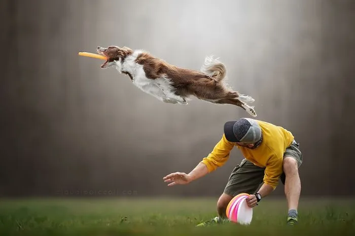 50 Dogs Captured In Peak Motion By Claudio Piccoli