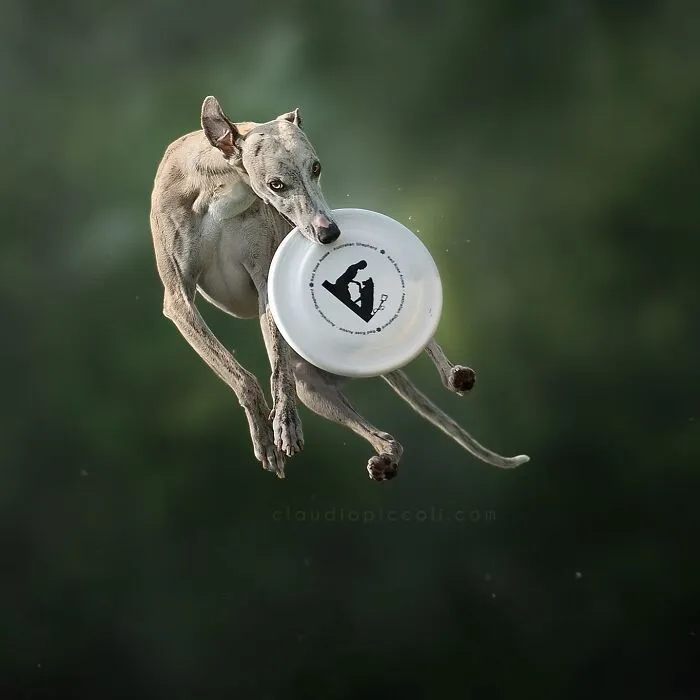 50 Dogs Captured In Peak Motion By Claudio Piccoli