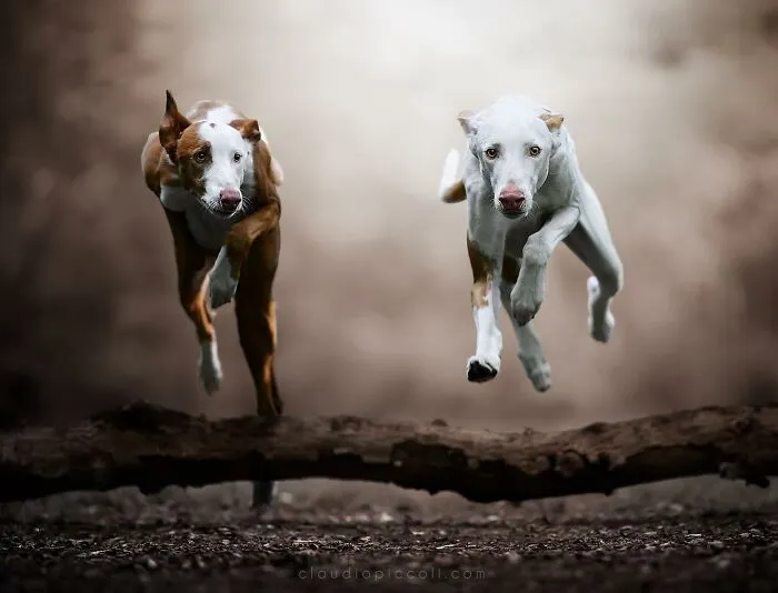 50 Dogs Captured In Peak Motion By Claudio Piccoli