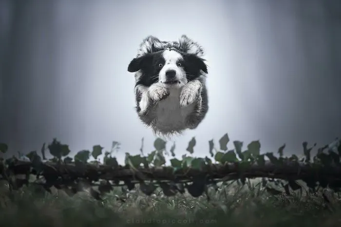 50 Dogs Captured In Peak Motion By Claudio Piccoli
