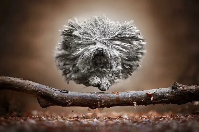50 Dogs Captured In Peak Motion By Claudio Piccoli